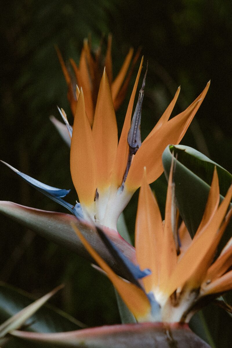 Tropical & Greenhouse Beds